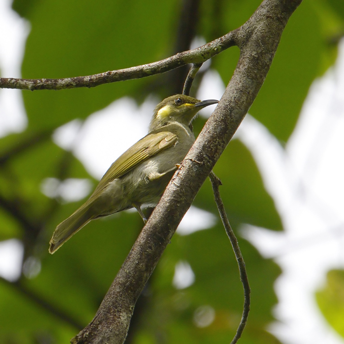 Puff-backed meliphaga