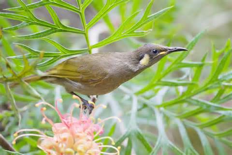 Pretty Puff-backed meliphaga