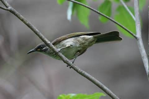 Pretty Puff-backed meliphaga
