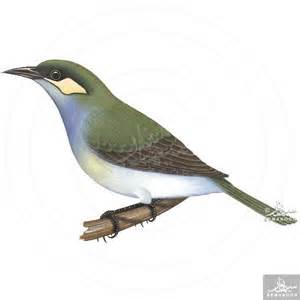 Pretty Puff-backed meliphaga