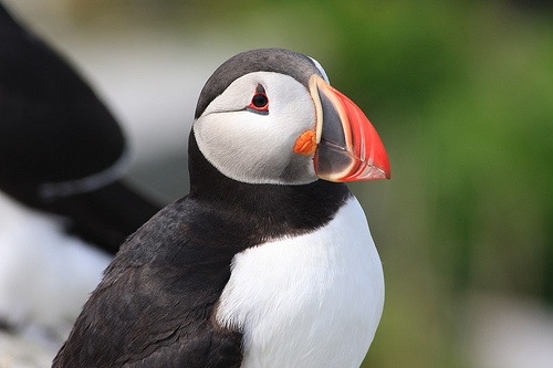Pretty Puffin