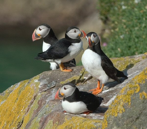 Pretty Puffin