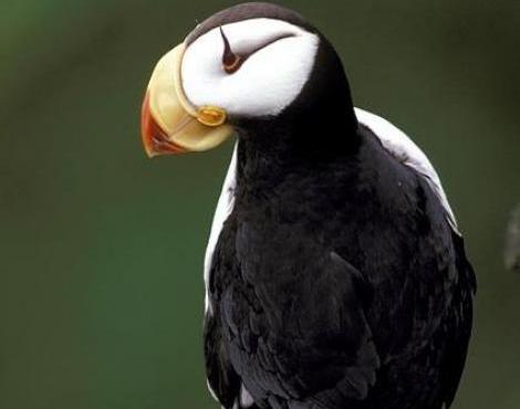 Pretty Puffin