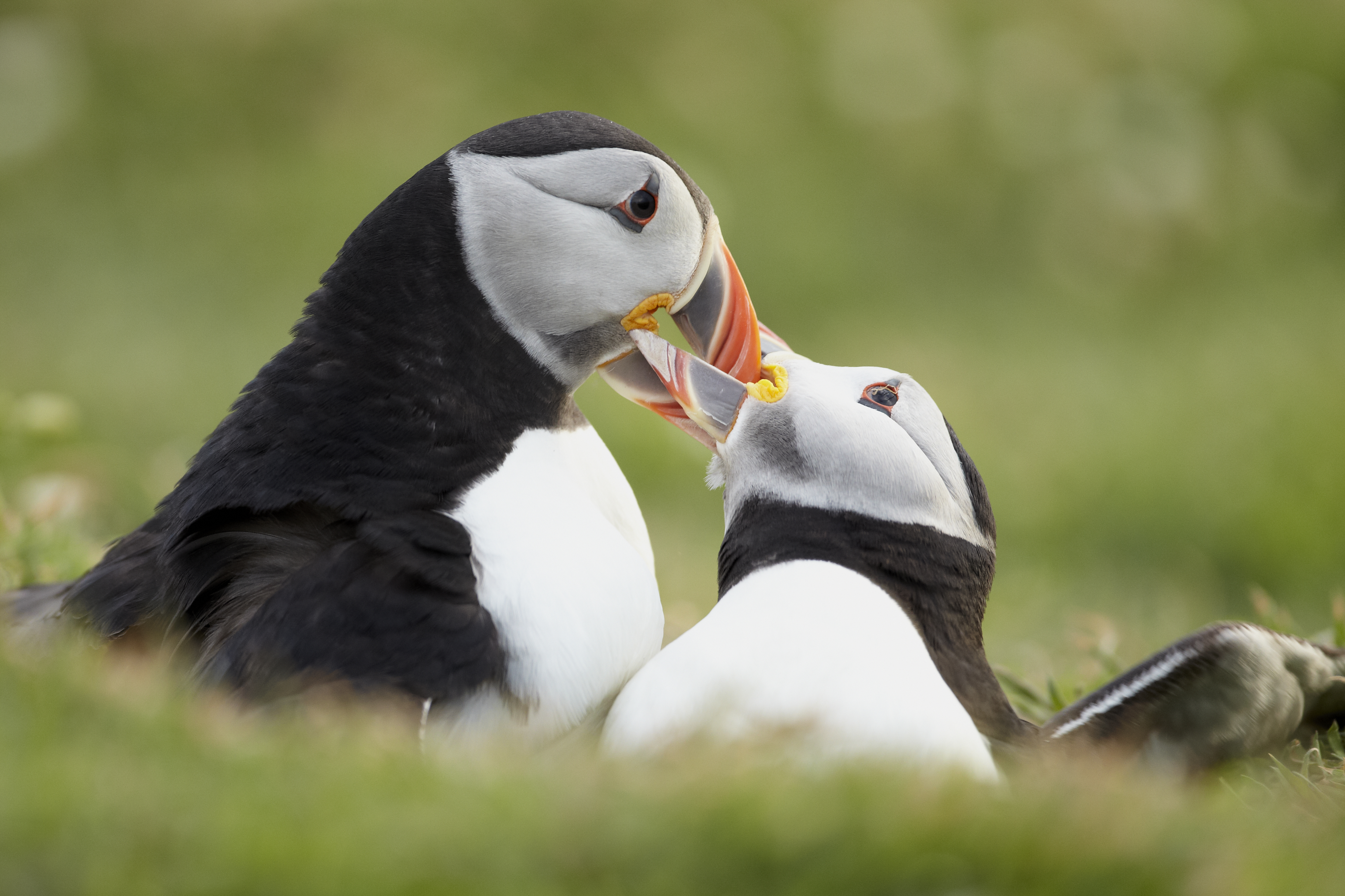 Pretty Puffin