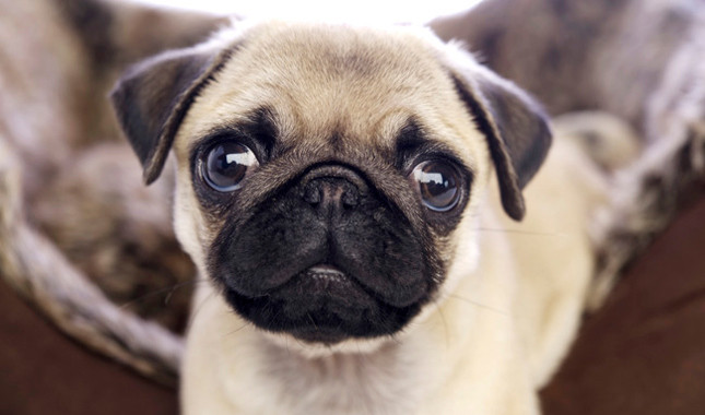 Pug - Dog Breed