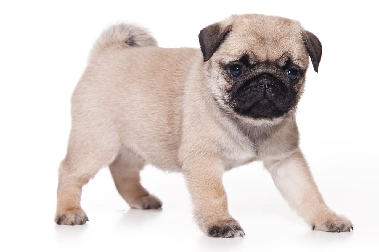 Cute Pug - Dog Breed