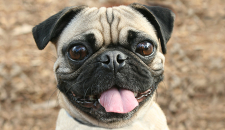 Photo Pug - Dog Breed