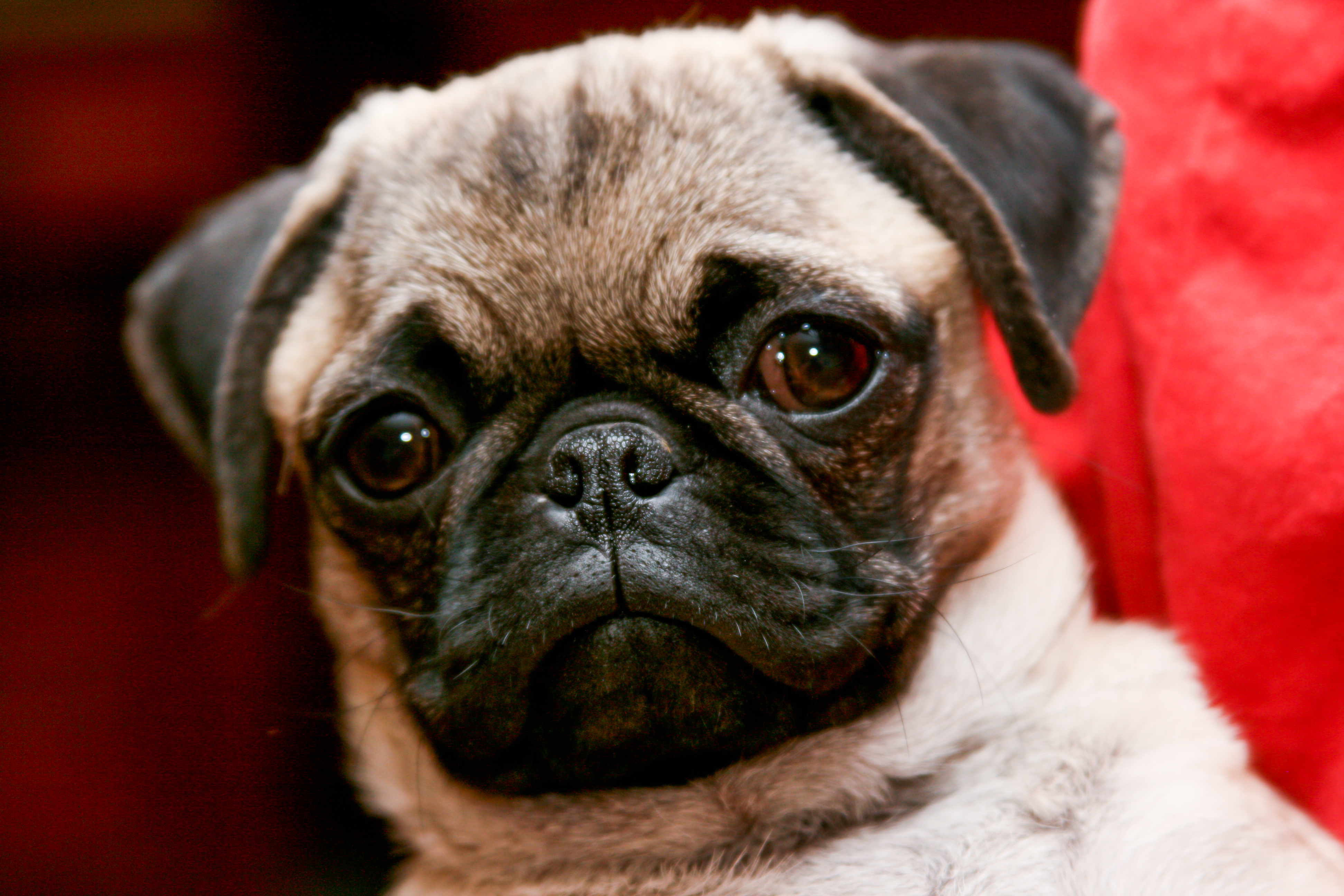 Pug - Dog Breed photo 