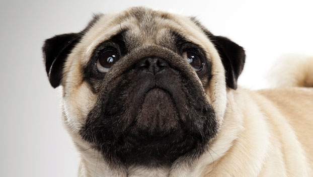 Pug - Dog Breed wallpaper
