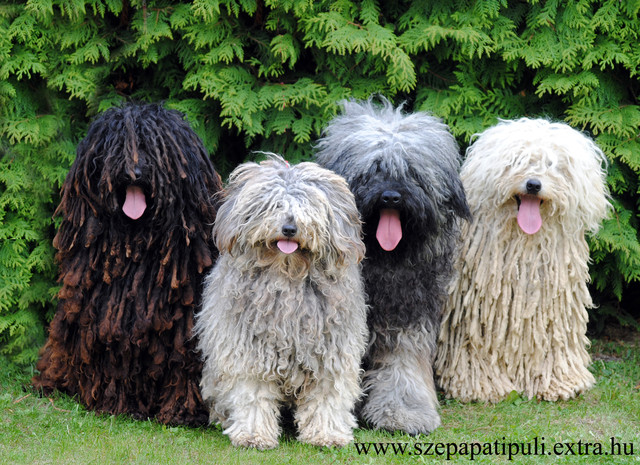 Nice Puli - Dog Breed