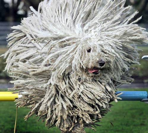 Cool Puli - Dog Breed