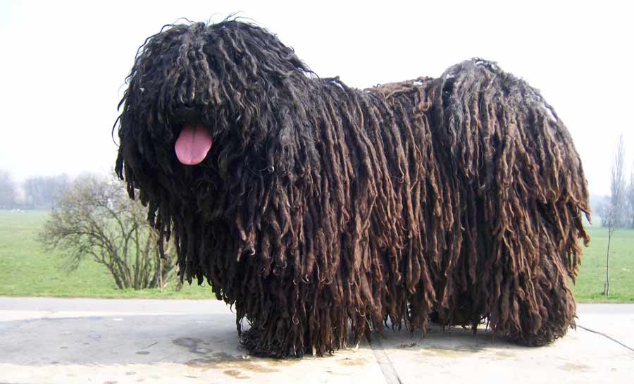 Pretty Puli - Dog Breed