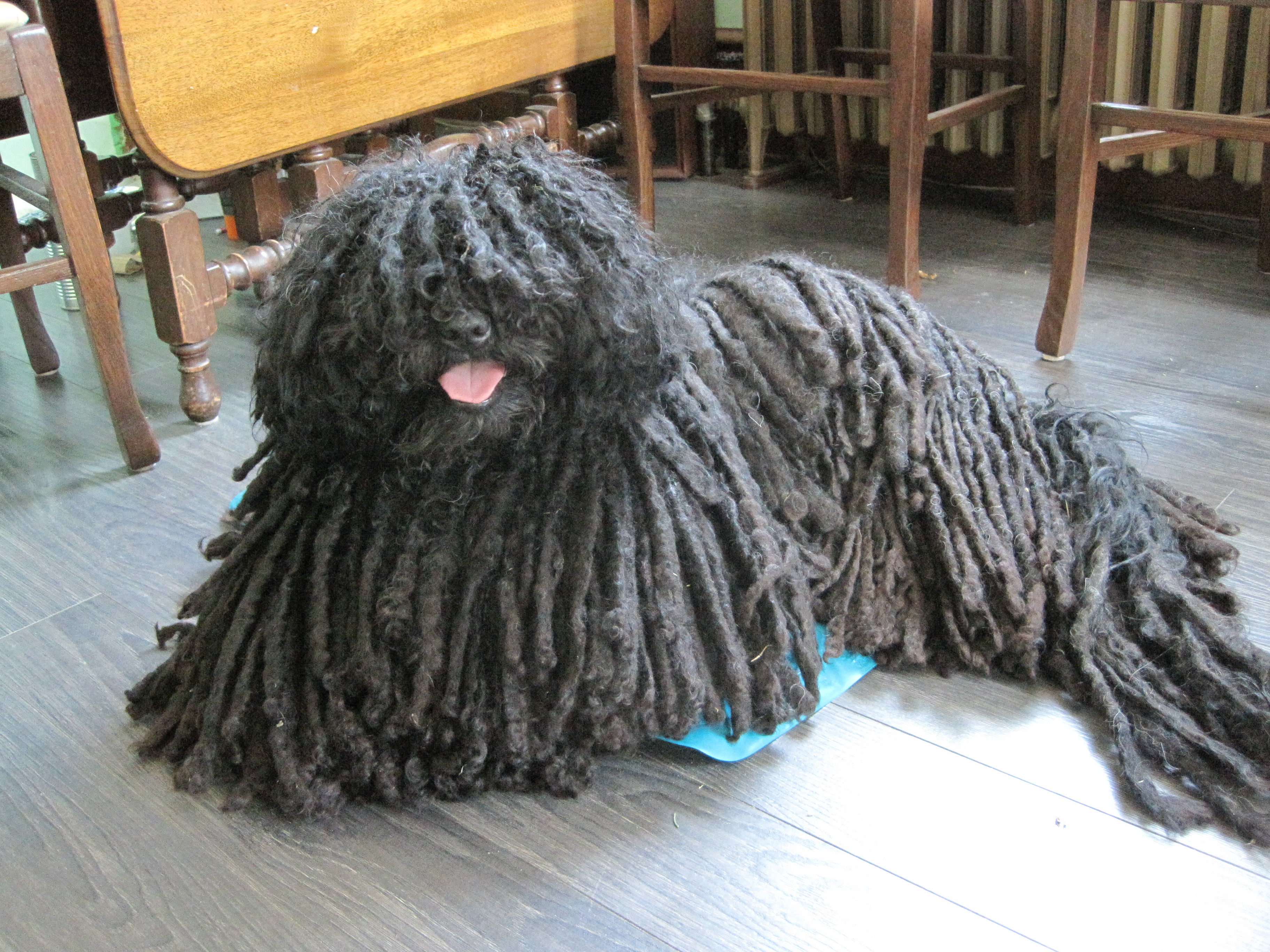Cute Puli - Dog Breed