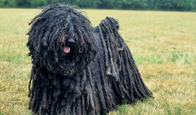 Wallpaper Puli - Dog Breed