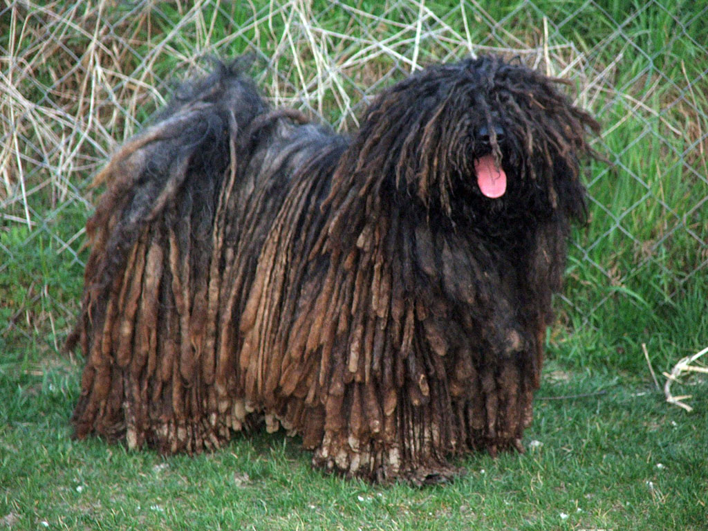 Photo Puli - Dog Breed