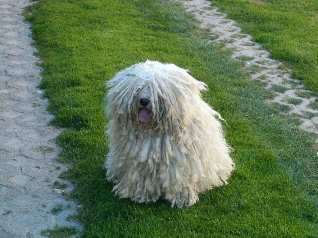 Puli - Dog Breed photo 