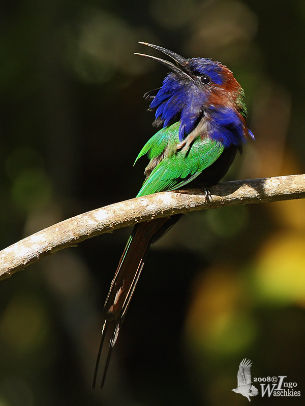 Pretty Purple-bearded bee-eater