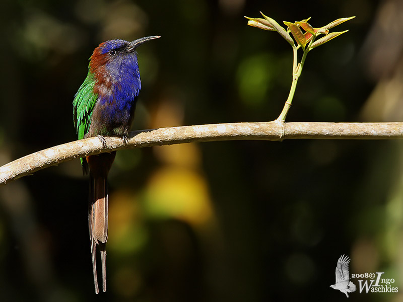 Pretty Purple-bearded bee-eater