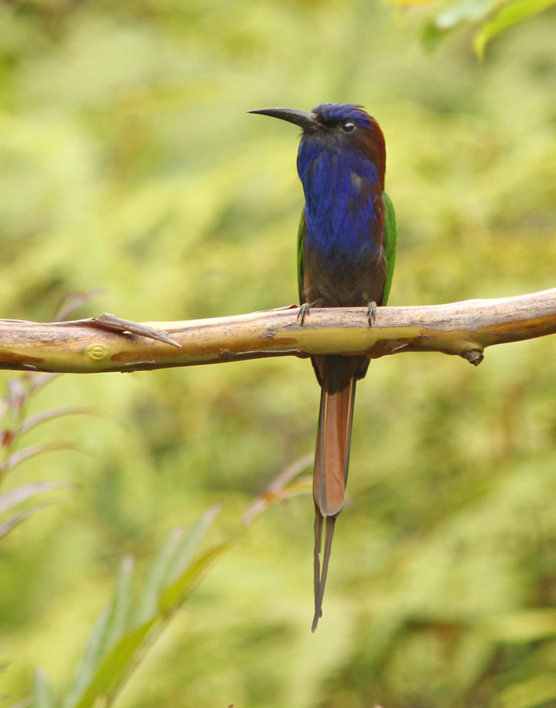 Pretty Purple-bearded bee-eater