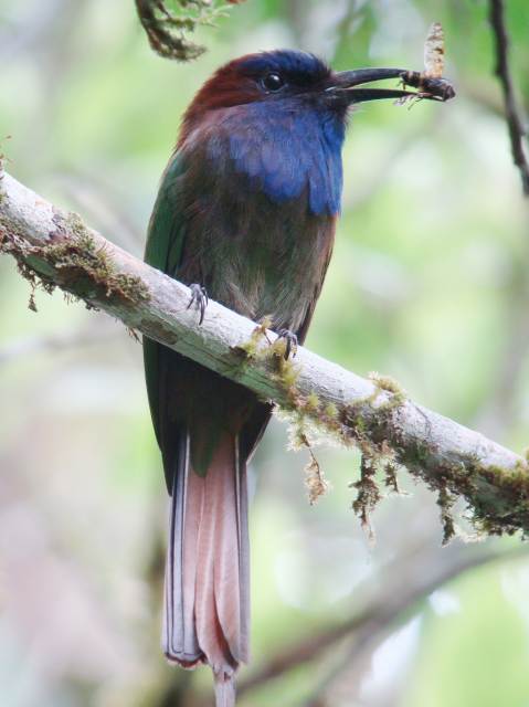 Pretty Purple-bearded bee-eater