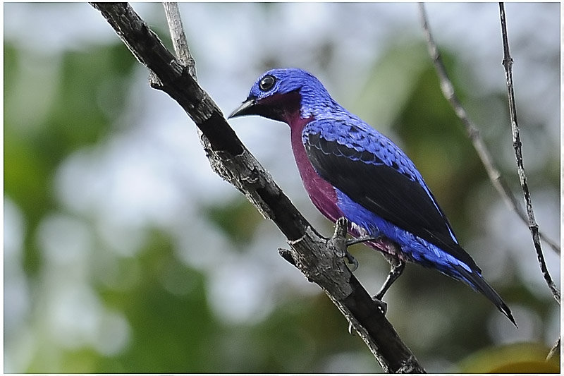 Pretty Purple-breasted cotinga