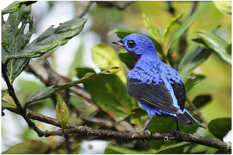 Pretty Purple-breasted cotinga