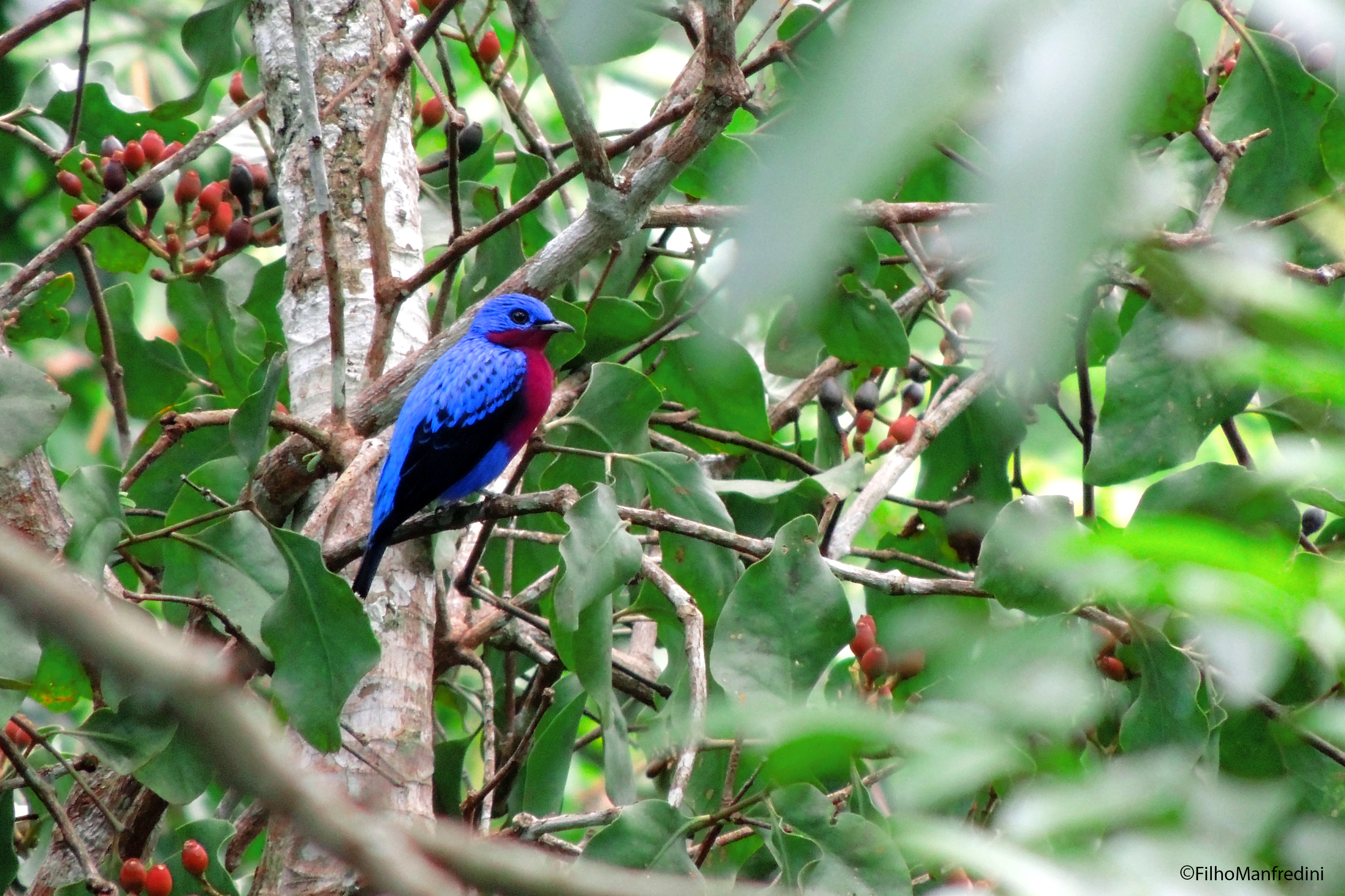 Pretty Purple-breasted cotinga