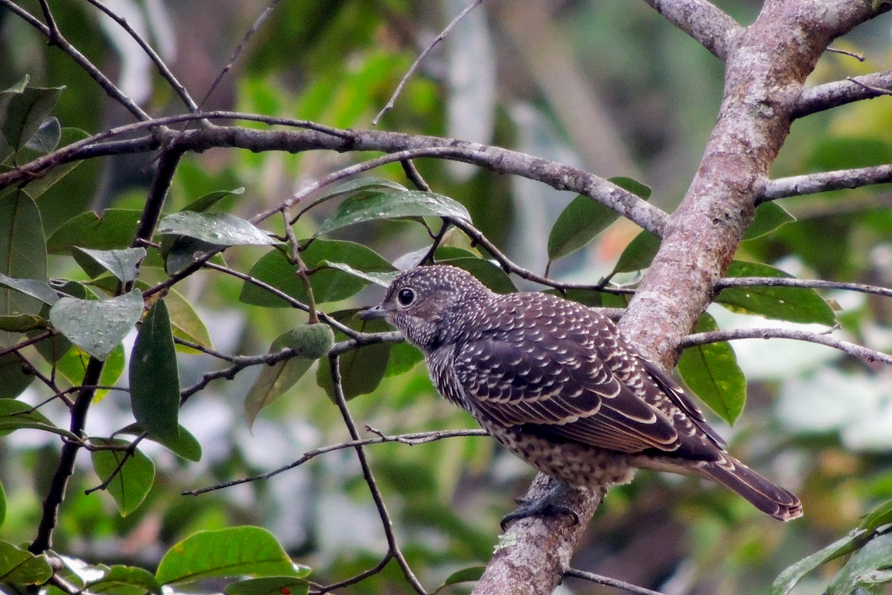 Pretty Purple-breasted cotinga