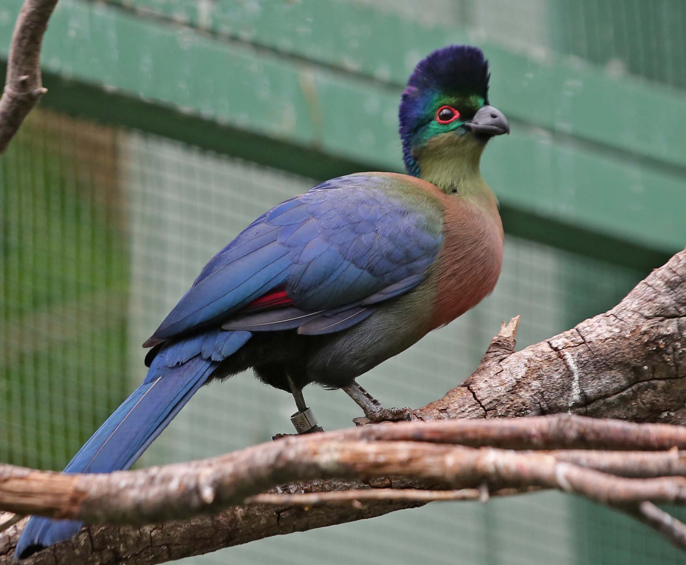 Pretty Purple-crested turaco
