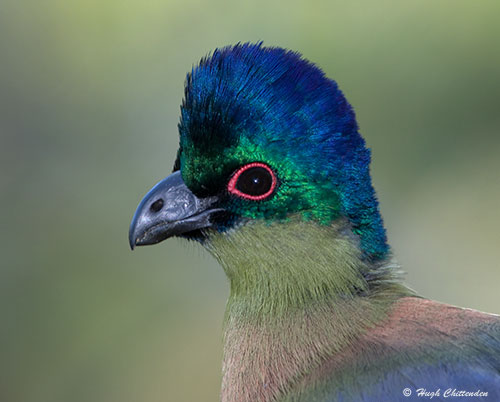 Pretty Purple-crested turaco