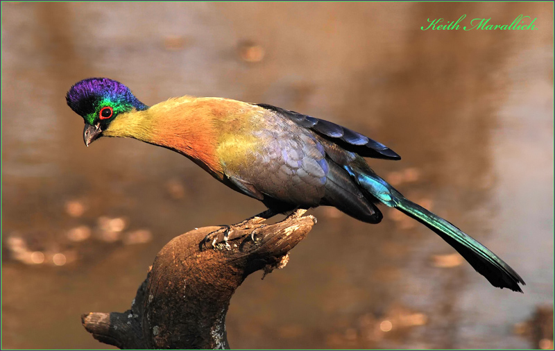 Pretty Purple-crested turaco