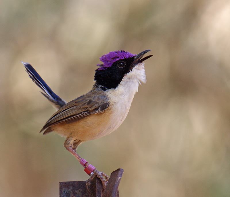 Pretty Purple-crowned fairy-wren