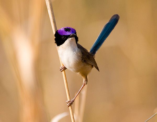 Pretty Purple-crowned fairy-wren