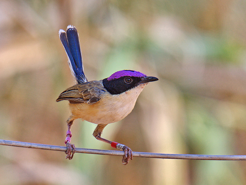 Pretty Purple-crowned fairy-wren