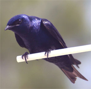 Purple martin