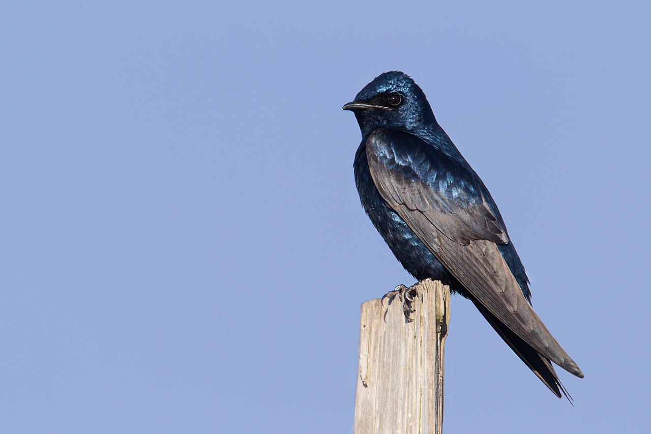 Pretty Purple martin