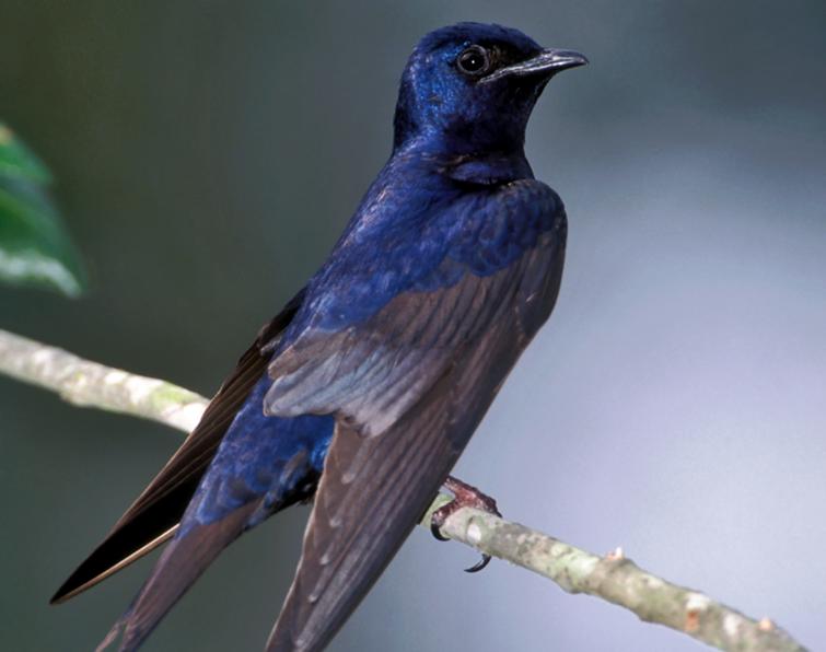 Pretty Purple martin