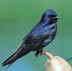 Pretty Purple martin