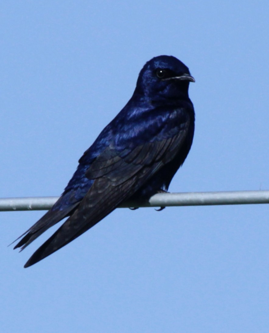 Pretty Purple martin