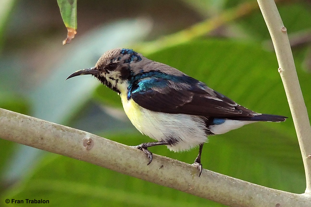 Purple sunbird