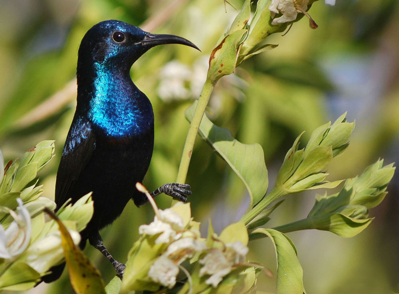 Pretty Purple sunbird