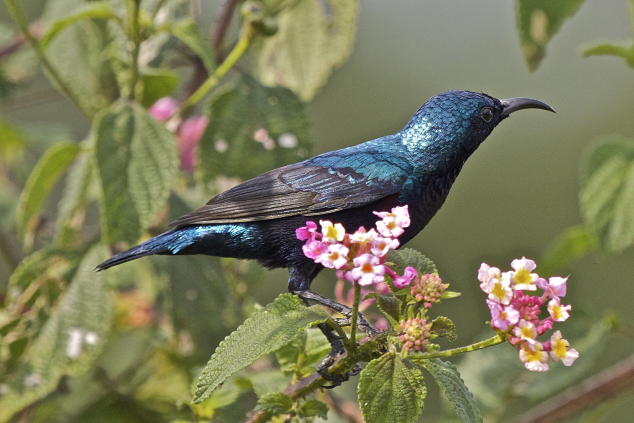Pretty Purple sunbird