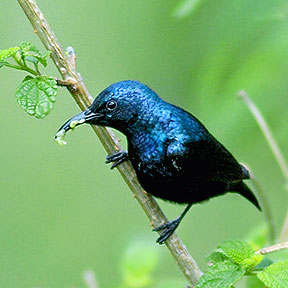 Pretty Purple sunbird
