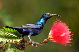 Pretty Purple sunbird