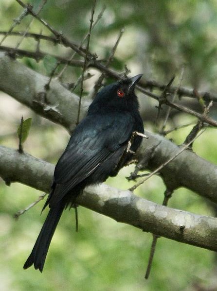 Pygmy drongo