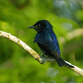 Pretty Pygmy drongo