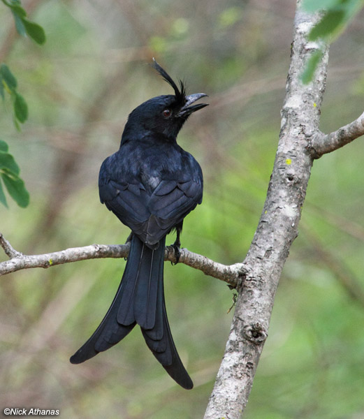 Pretty Pygmy drongo