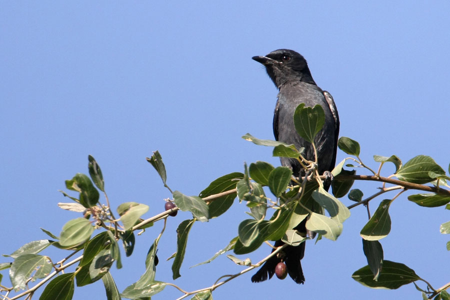 Pretty Pygmy drongo