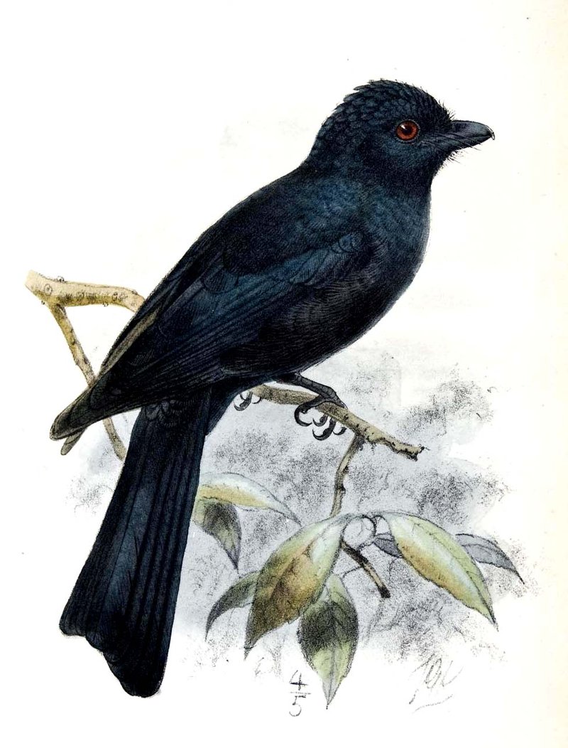 Pretty Pygmy drongo