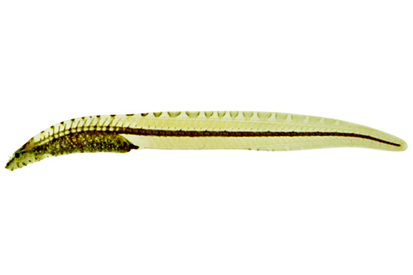 Pretty Pygmy shore-eel